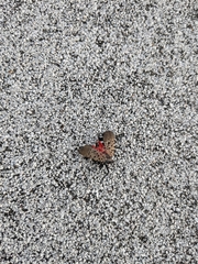 Lycorma delicatula