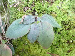 Hieracium lepidulum