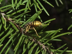 Dolichovespula