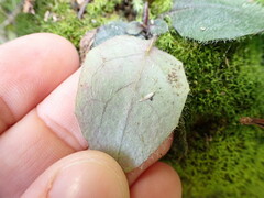 Hieracium lepidulum