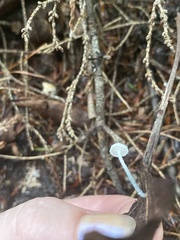 Tetrapyrgos nigripes