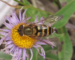 Syrphus