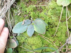 Hieracium lepidulum