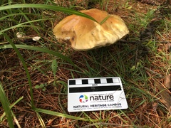 Boletus chippewaensis