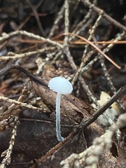 Tetrapyrgos nigripes