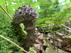 Strobilomyces strobilaceus