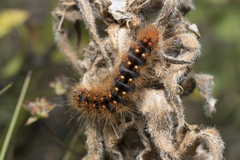 Acronicta