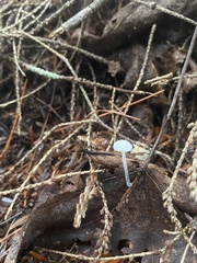 Tetrapyrgos nigripes