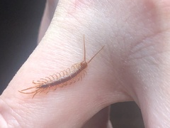 Lithobiomorpha