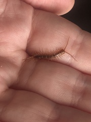 Lithobiomorpha