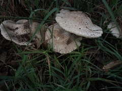 Chlorophyllum brunneum