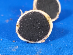 Fungi