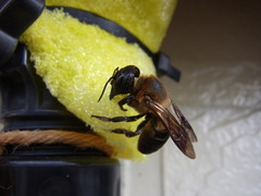 Megachile sculpturalis