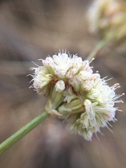 Eriogonum nudum auriculatum