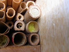 Megachile sculpturalis