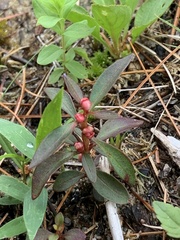 Lysimachia terrestris