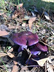 Cortinarius archeri