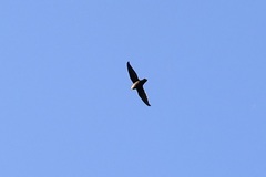 Chaetura pelagica