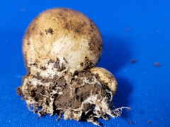 Fungi