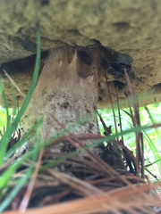 Boletus chippewaensis