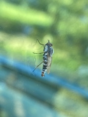 Ozodiceromyia