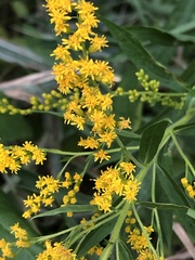 Solidago juncea