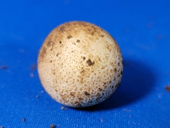 Fungi