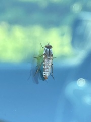 Ozodiceromyia