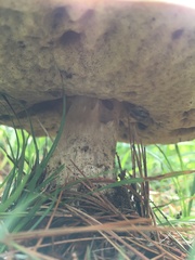 Boletus chippewaensis
