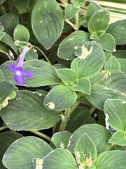 Streptocarpus saxorum
