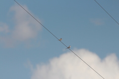 Chondestes grammacus