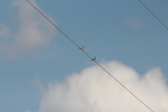 Chondestes grammacus