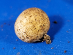 Fungi