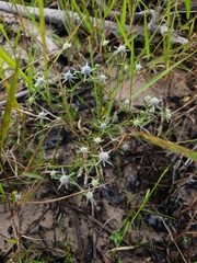 Eryngium integrifolium
