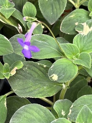 Streptocarpus saxorum
