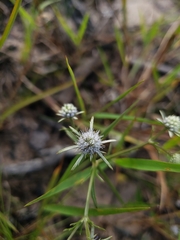 Eryngium integrifolium
