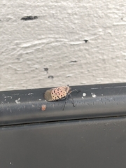 Lycorma delicatula