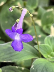Streptocarpus saxorum