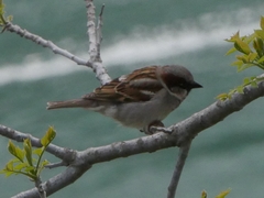 Passer domesticus