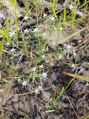 Eryngium integrifolium