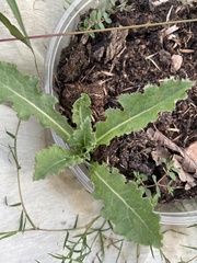 Lactuca serriola
