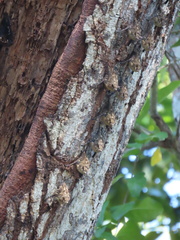 Rhynchonycteris naso