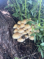 Pholiota