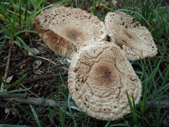 Agaricaceae