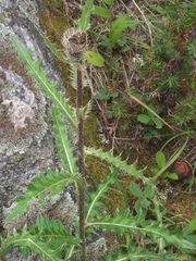 Cirsium osterhoutii