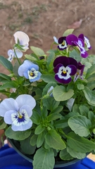Viola × williamsii
