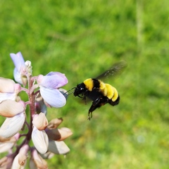 Bombus sonorus