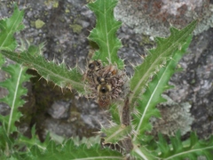 Cirsium osterhoutii