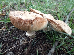 Agaricaceae