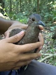 Crypturellus undulatus